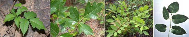 Poison Ivy, Poison Oak, Poison Suumac, and Poisonwood
Credit: (Source: Cook 2012; Larry Korhnak, UF/IFAS)