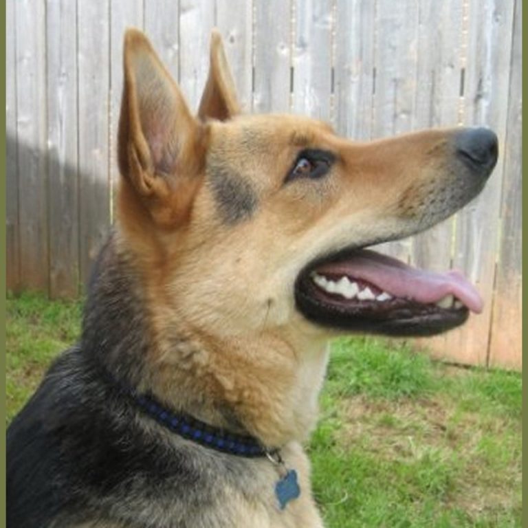 History of Our Canine Military Heroes