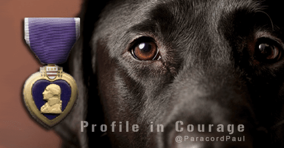 Working K9s: Profile in Courage