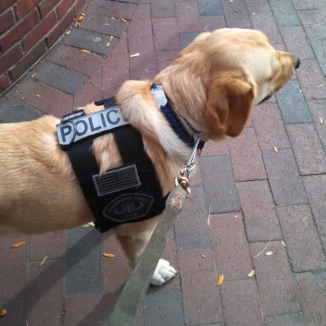 Paracord Dog collar on Police K9