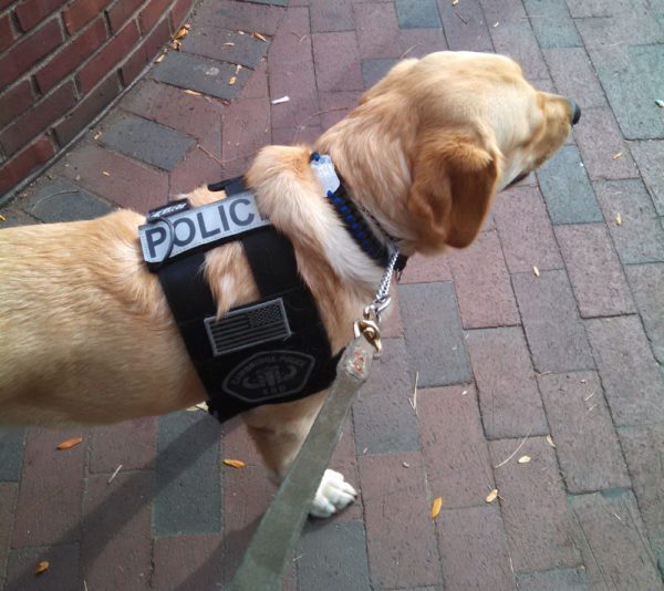 Paracord Dog collar on Police K9